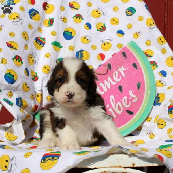 Fabian, Mini Bernedoodle Puppy
